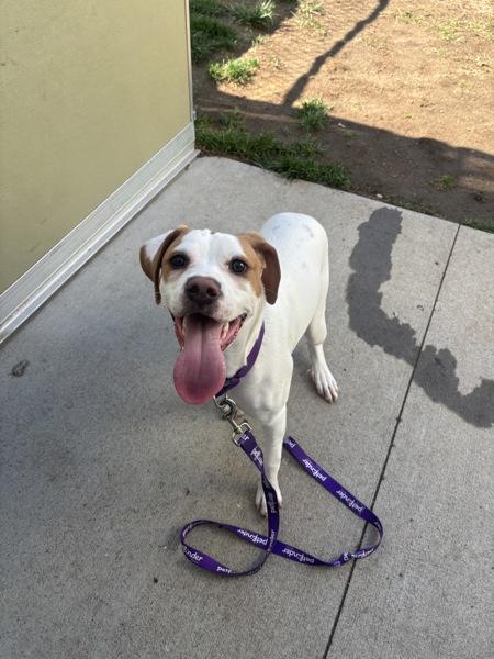 Enlarge Opal, a Adoptable mixed breed in Stratham, NH image 1/1