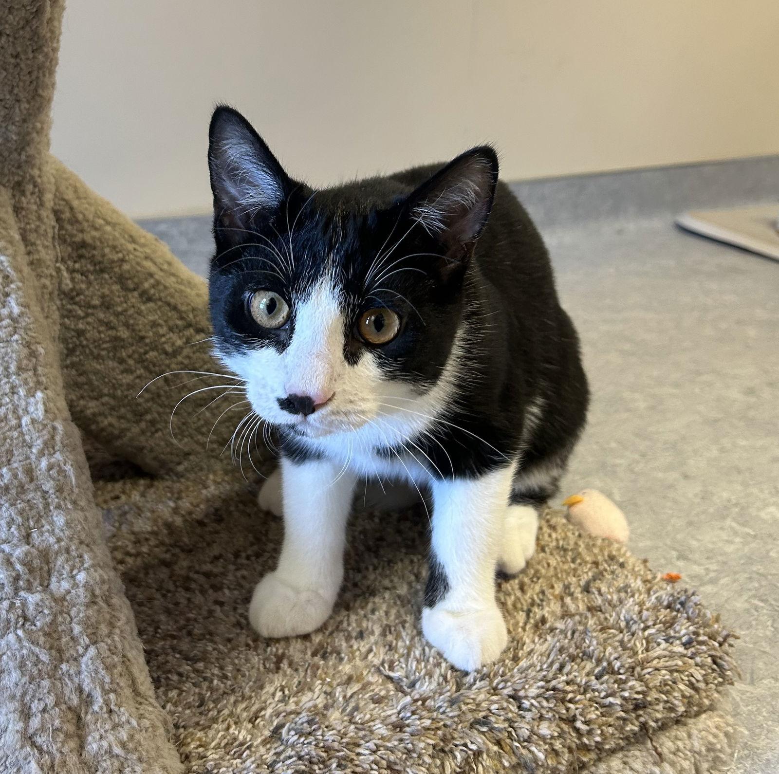 Enlarge Bingo, a Adoptable Domestic Short Hair in Arlington, VT image 1/3