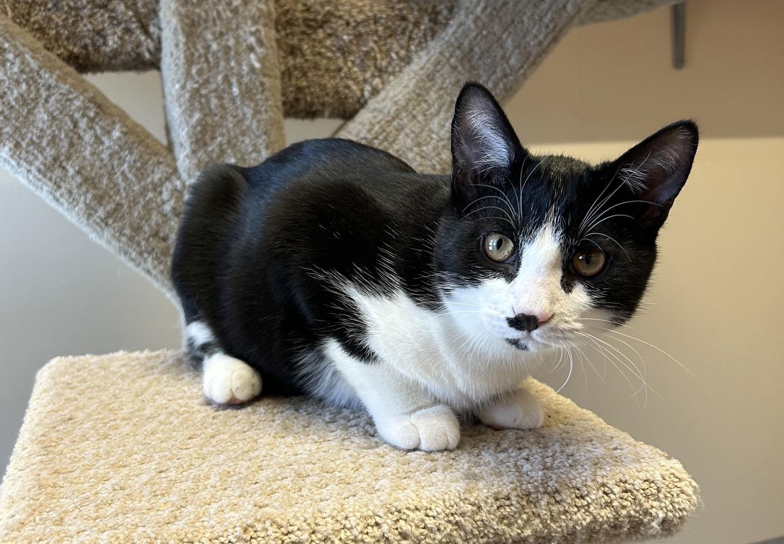 Enlarge Bingo, a Adoptable Domestic Short Hair in Arlington, VT image 2/3