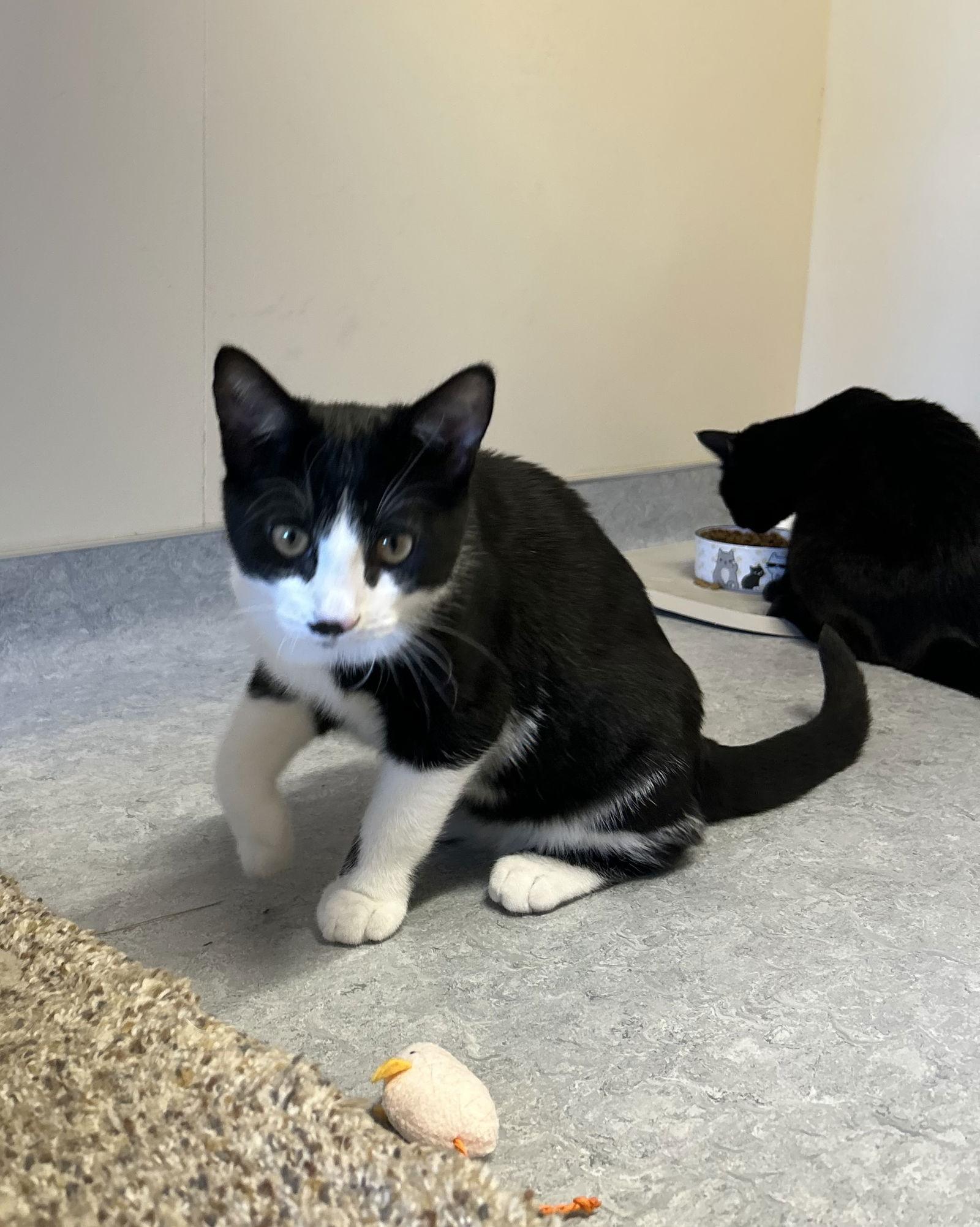 Enlarge Bingo, a Adoptable Domestic Short Hair in Arlington, VT image 3/3