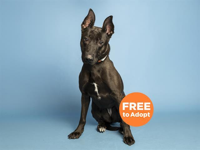 Enlarge ZIVA, a Adoptable mixed breed in Phoenix, AZ image 1/1