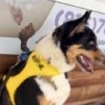 Enlarge Rex- COURTESY LISTING, a ADOPTABLE mixed breed in Louisburg, KS image 2/4