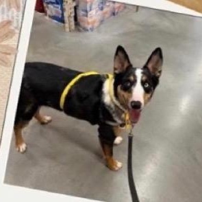 Enlarge Rex- COURTESY LISTING, a ADOPTABLE mixed breed in Louisburg, KS image 3/4