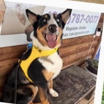 Rex- COURTESY LISTING, ADOPTABLE, Adult Male Australian Shepherd & Australian Cattle Dog / Blue Heeler.