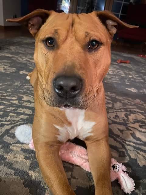 Claus, Adoptable, Adult Male Terrier.