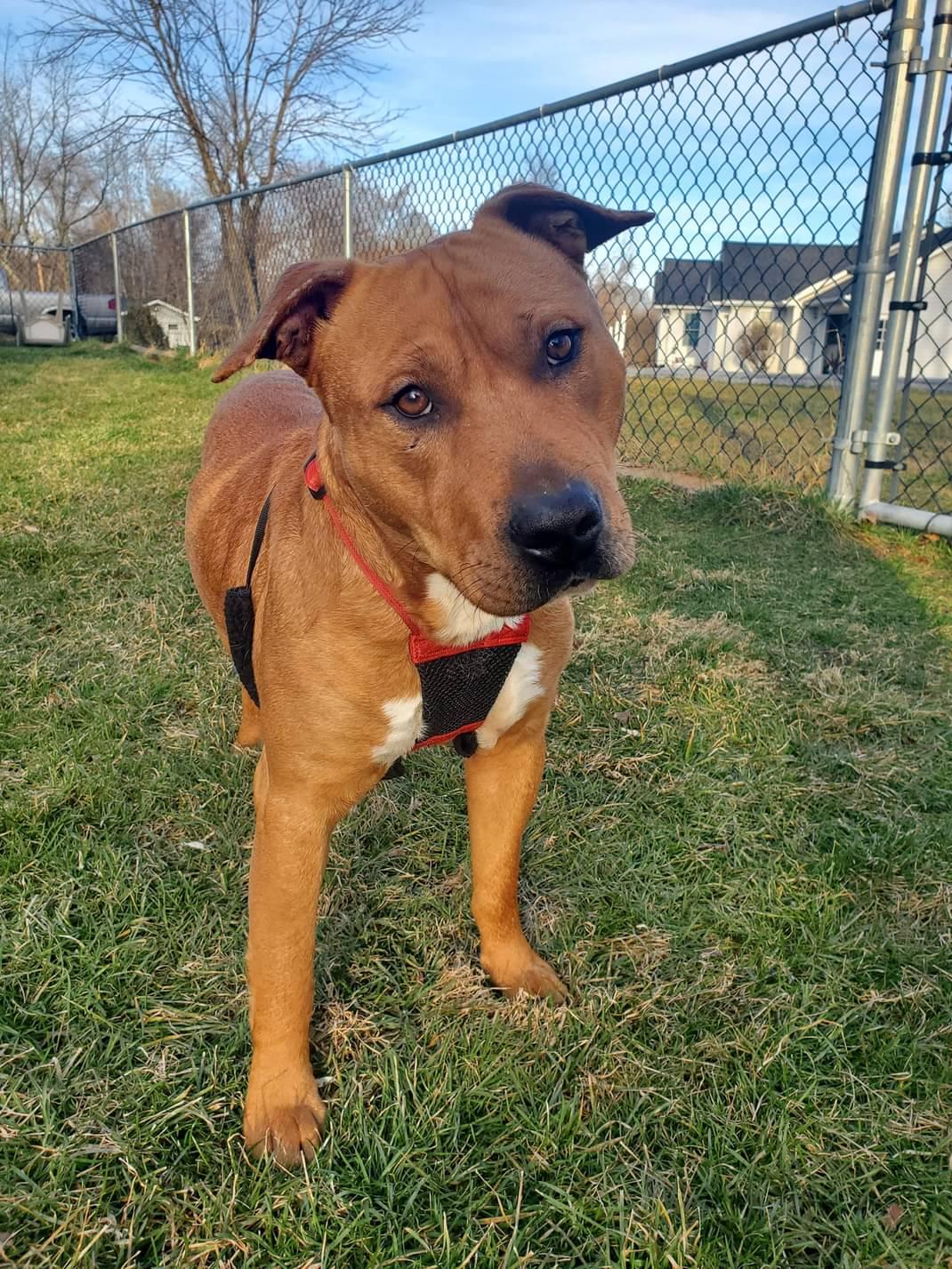 Enlarge Claus, a Adoptable Terrier in Westminster, MD image 3/3