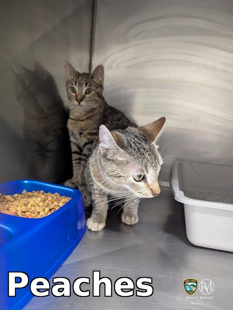 Peaches, Adoptable, Young Female Domestic Short Hair.