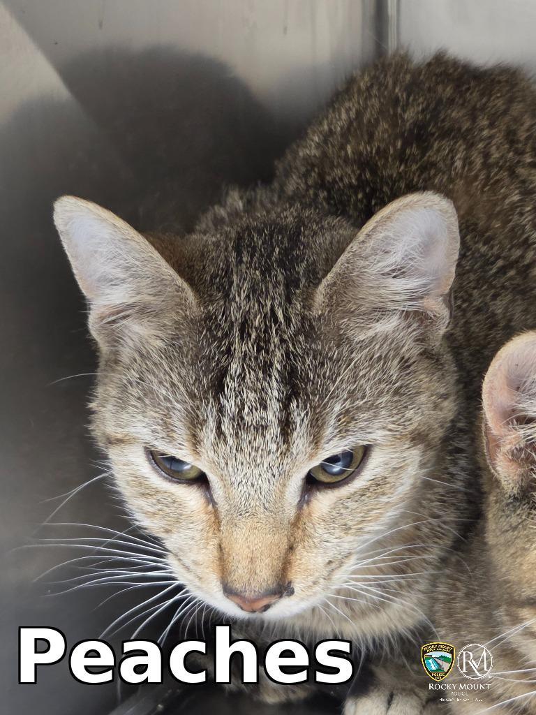 Enlarge Peaches, a Adoptable mixed breed in Rocky Mount, NC image 2/2