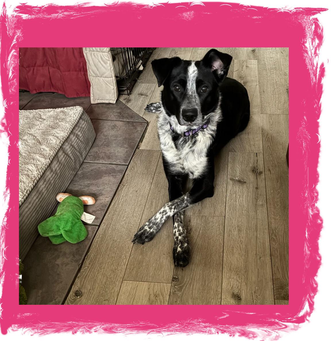 Annie, ADOPTABLE, Young Female Border Collie & Australian Cattle Dog / Blue Heeler.
