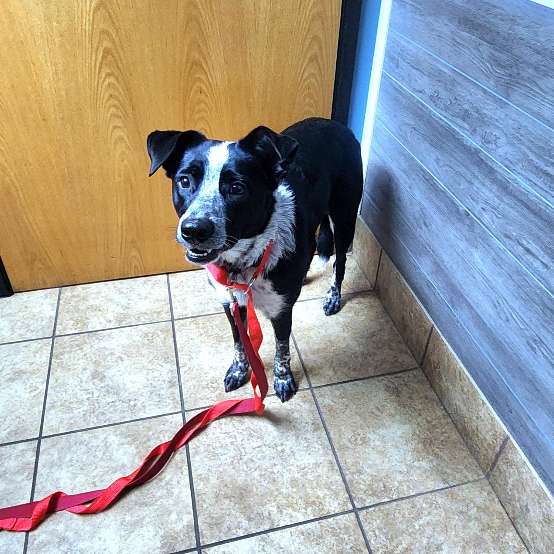 Enlarge Annie, a ADOPTABLE mixed breed in Lake Geneva, WI image 2/4