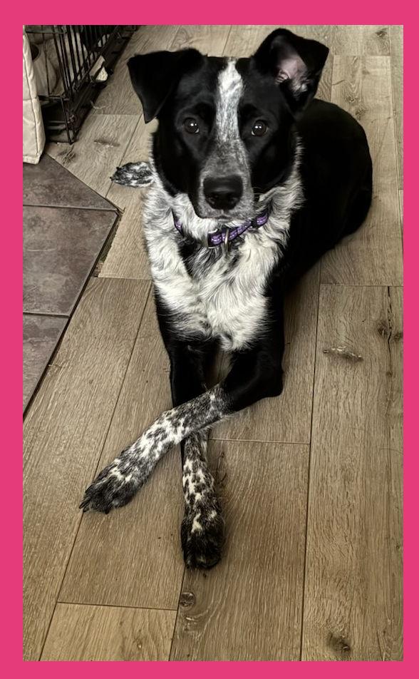 Enlarge Annie, a ADOPTABLE mixed breed in Lake Geneva, WI image 4/4