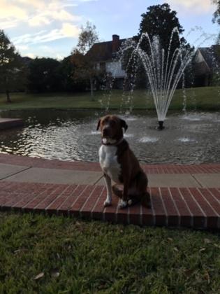 Enlarge OTHELLO FOSTER, a Adoptable mixed breed in Houston, TX image 1/3