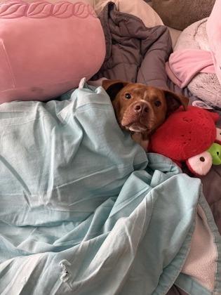 OTHELLO FOSTER, Adoptable, Adult Male Redbone Coonhound & Labrador Retriever.