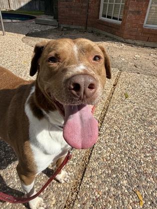 Enlarge OTHELLO FOSTER, a Adoptable mixed breed in Houston, TX image 2/3