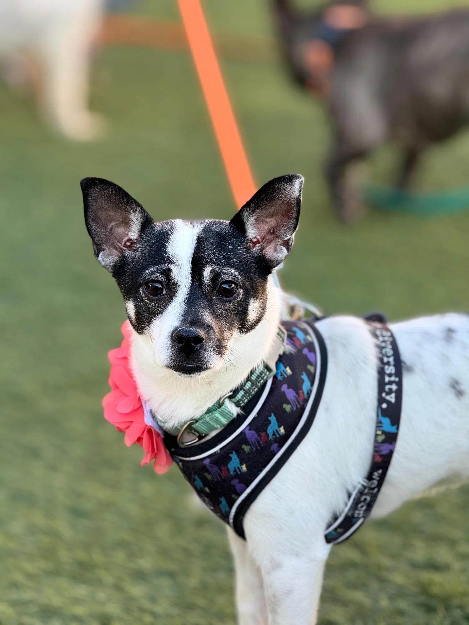 ASHA, ADOPTABLE, Young Female Rat Terrier.