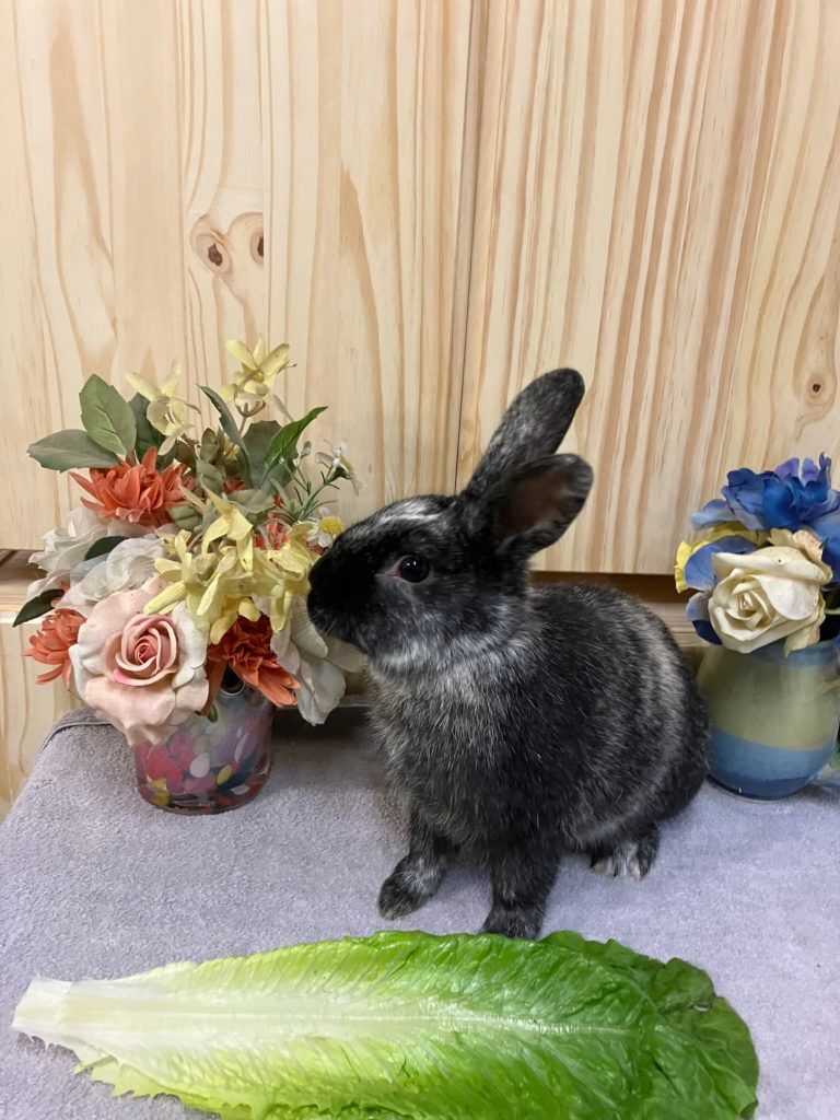 Rolo (Vancouver), a Adoptable mixed breed in Vancouver, BC image 1/4