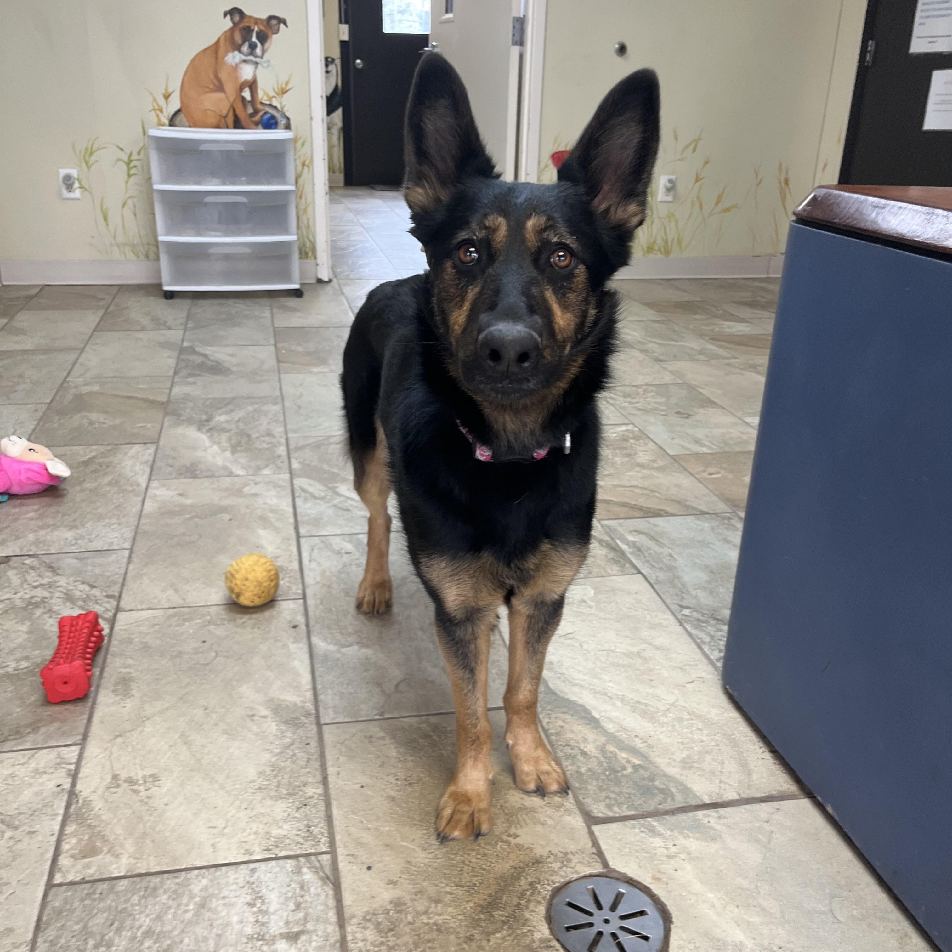 Enlarge Liesl, a Adoptable German Shepherd Dog in Fairfax, VA image 2/6