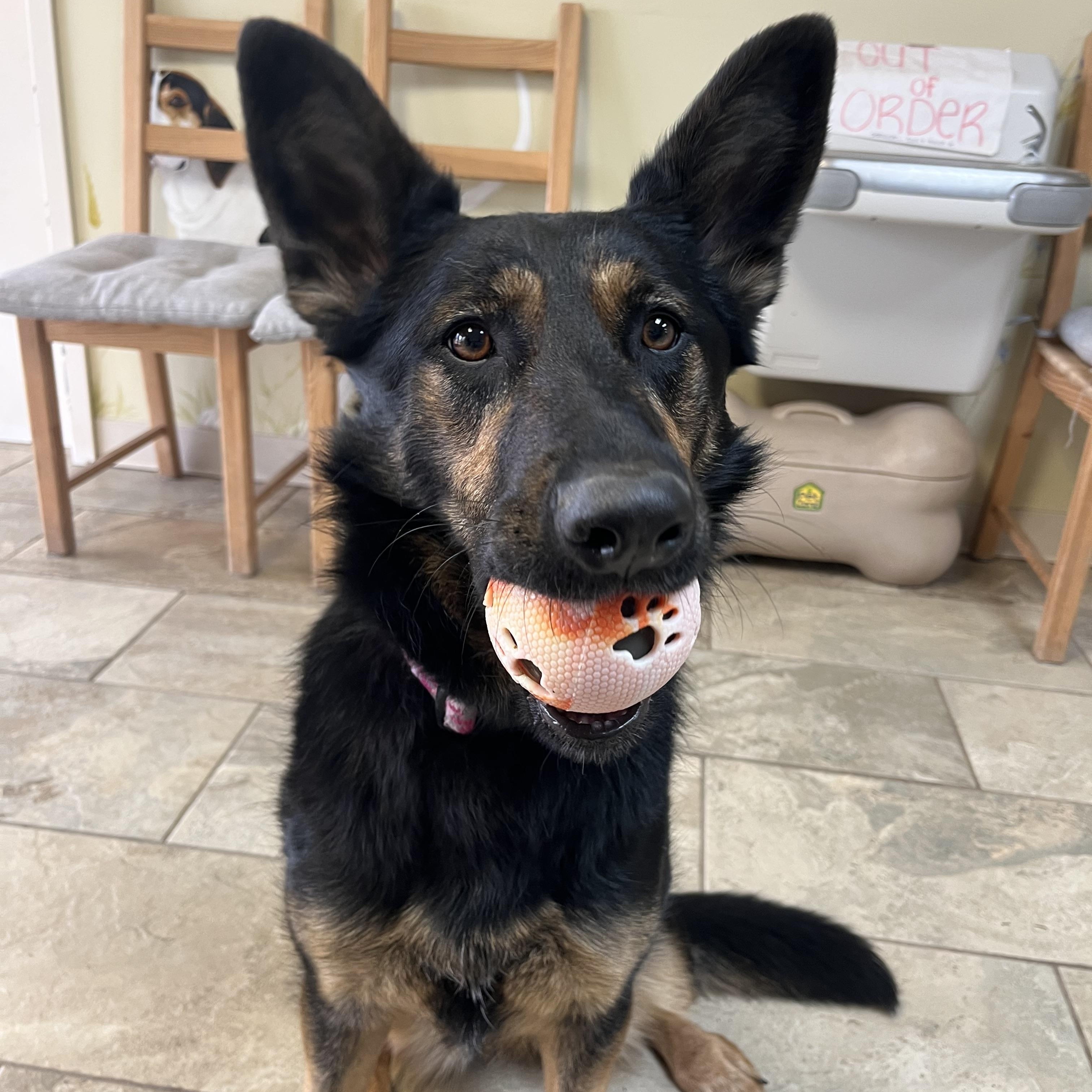 Enlarge Liesl, a Adoptable German Shepherd Dog in Fairfax, VA image 1/6