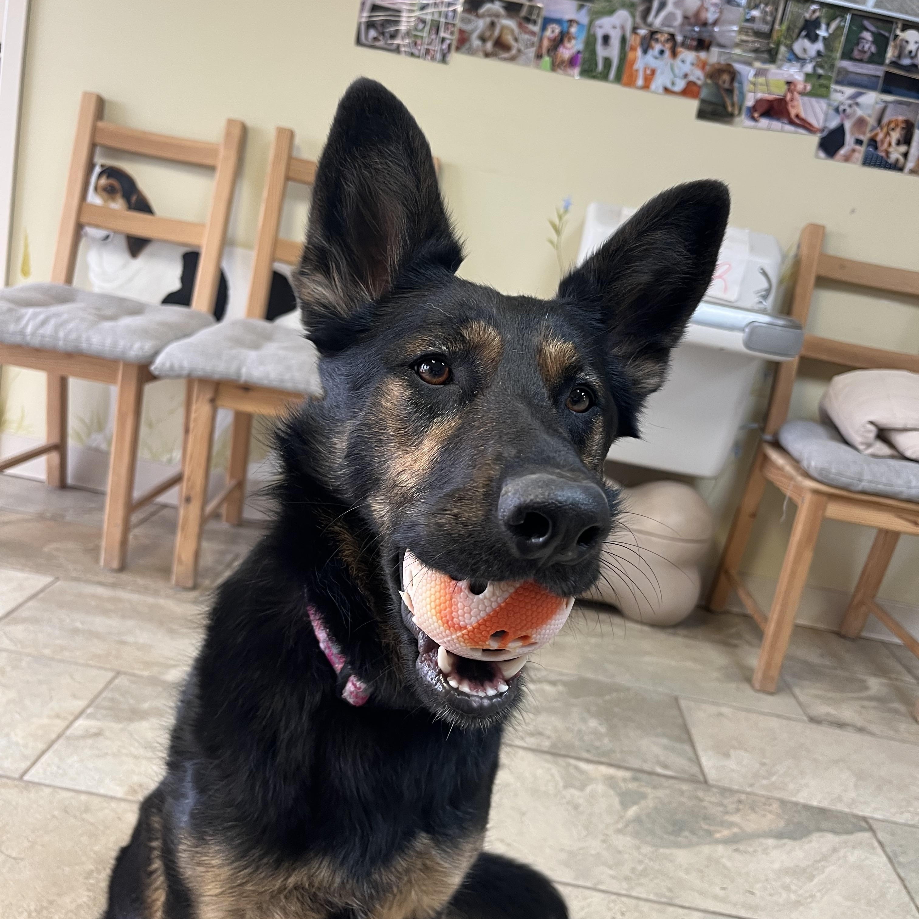 Enlarge Liesl, a Adoptable German Shepherd Dog in Fairfax, VA image 6/6