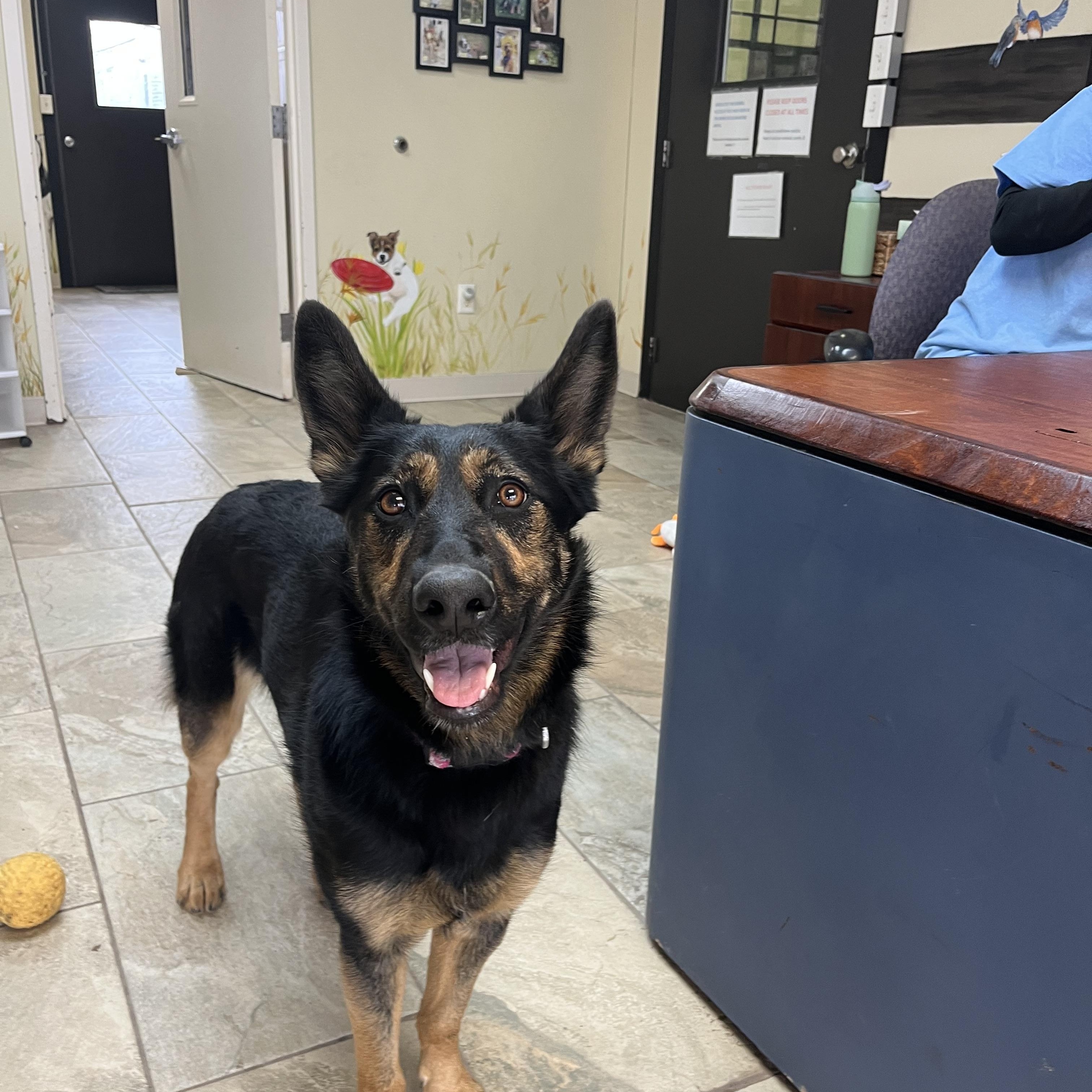 Enlarge Liesl, a Adoptable German Shepherd Dog in Fairfax, VA image 5/6