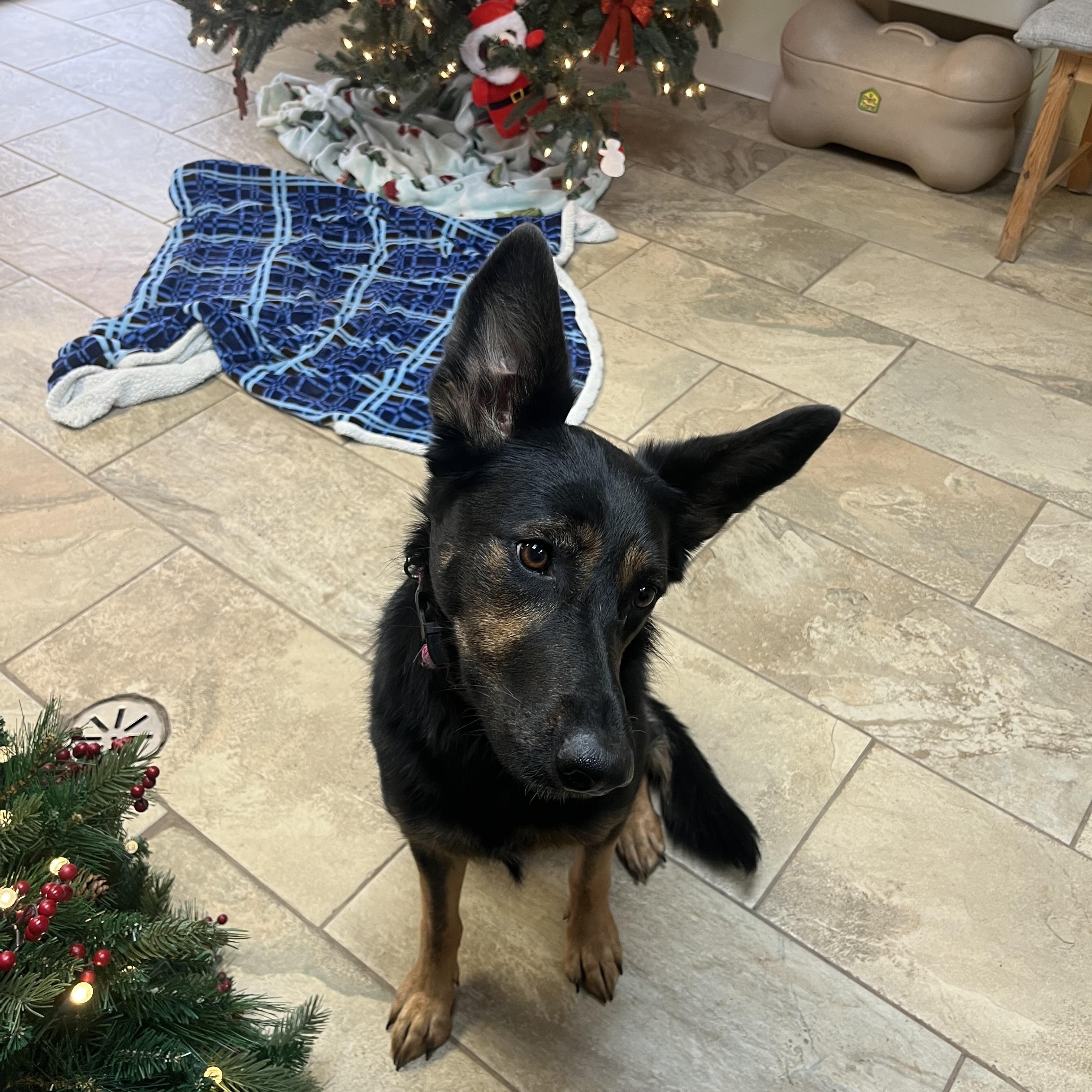 Enlarge Liesl, a Adoptable German Shepherd Dog in Fairfax, VA image 4/6