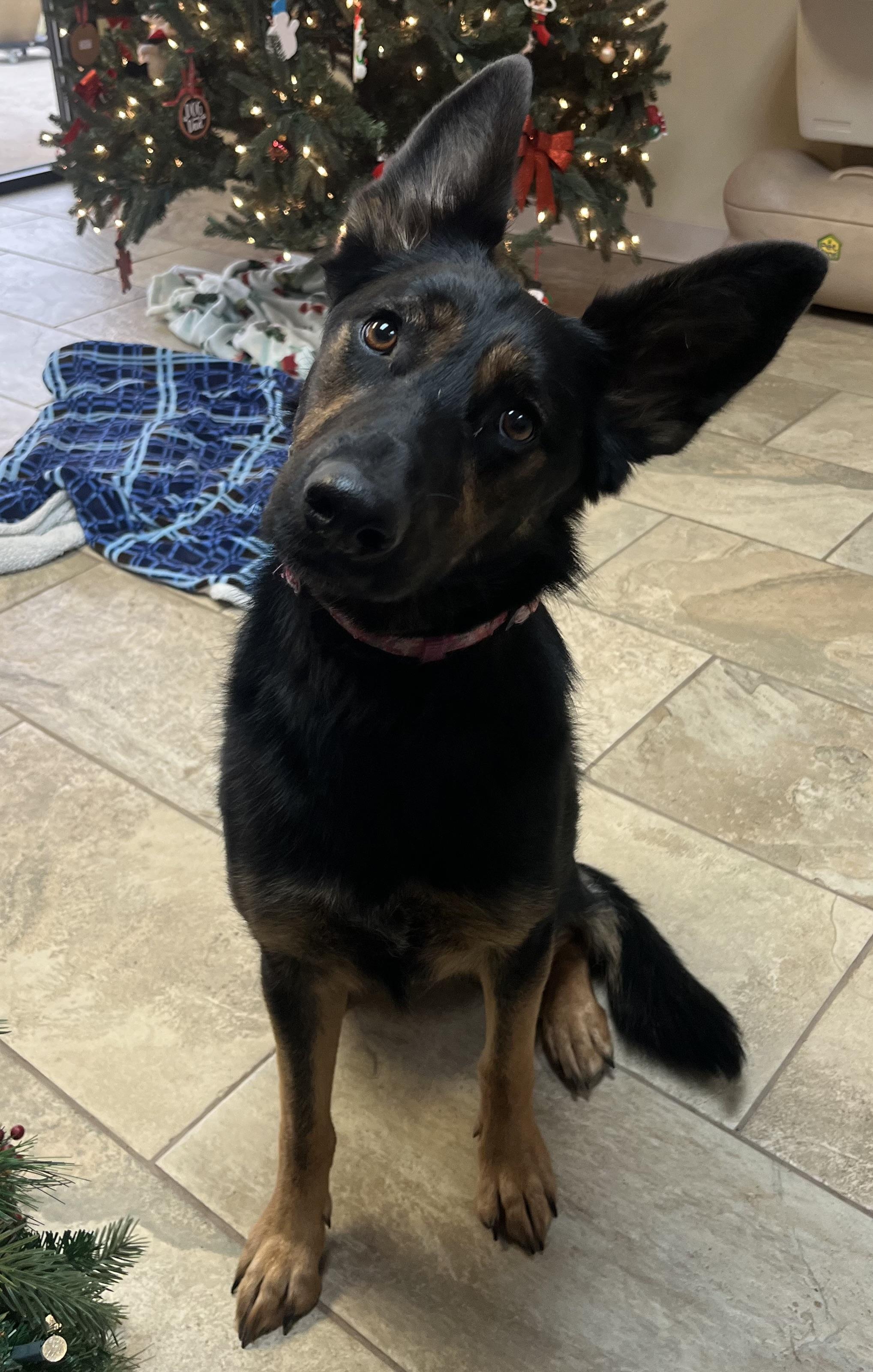 Leisl, Adoptable, Young Female German Shepherd Dog.