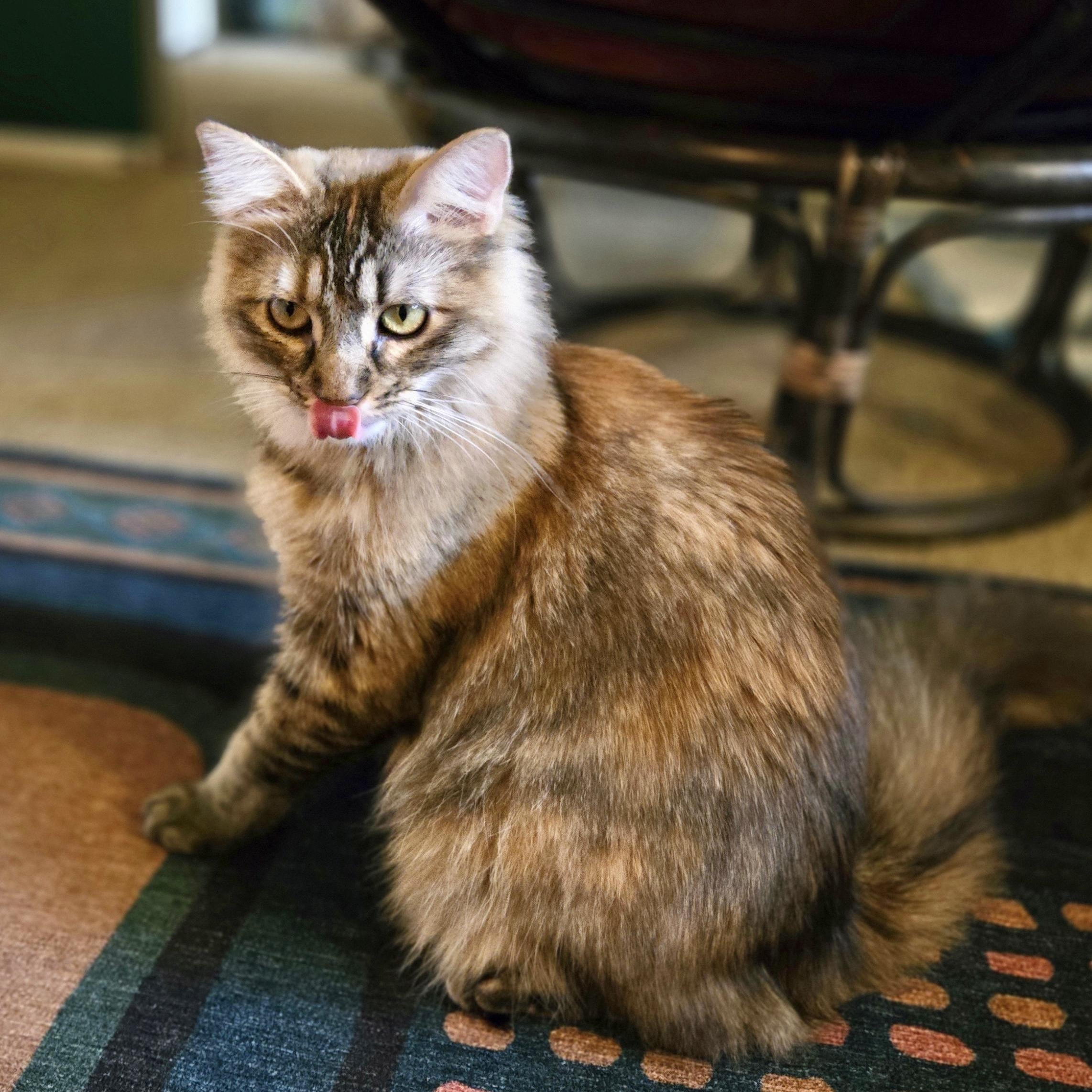 Devana, a ADOPTABLE Domestic Medium Hair in Los Angeles, CA image 1/6
