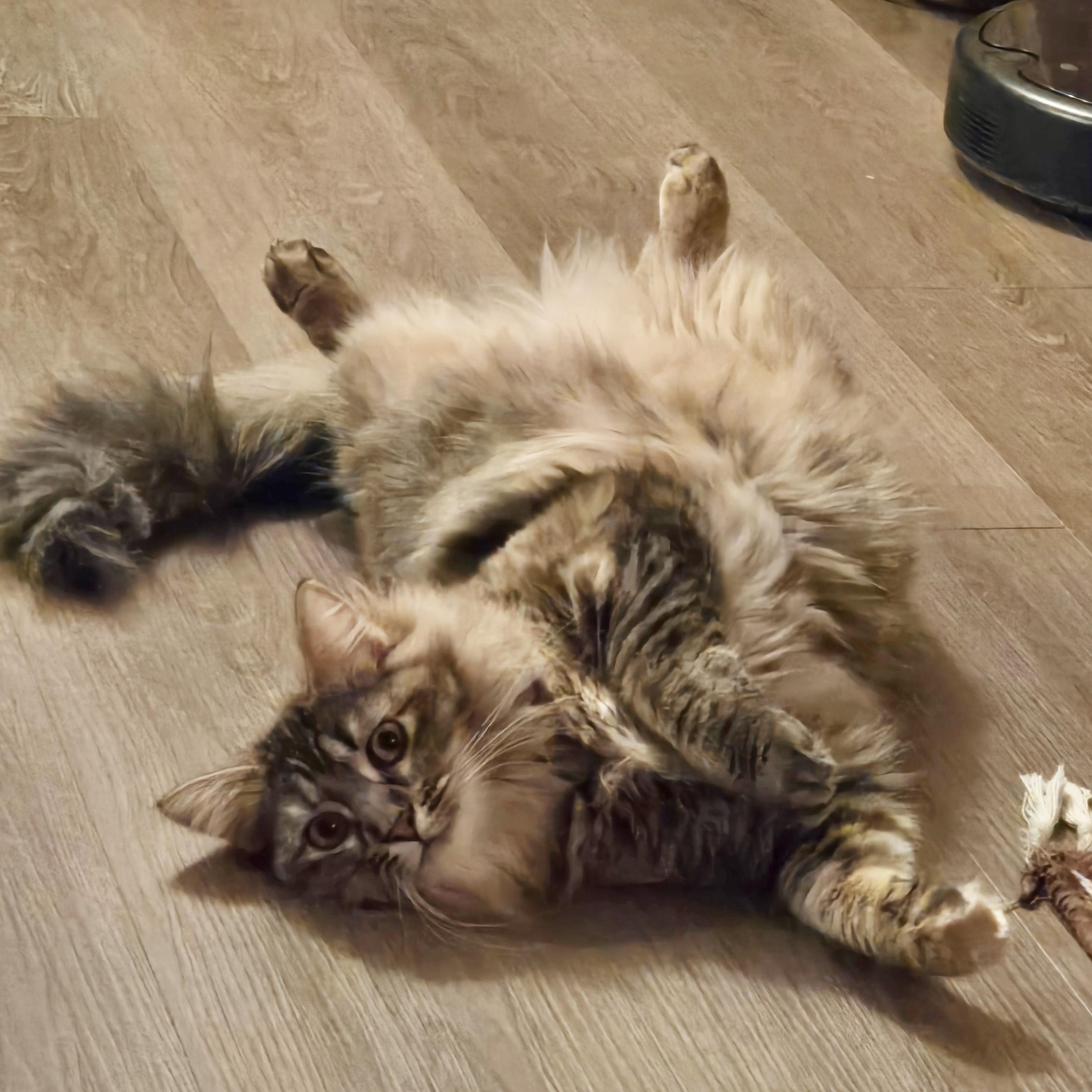 Devana, a ADOPTABLE Domestic Medium Hair in Los Angeles, CA image 6/6