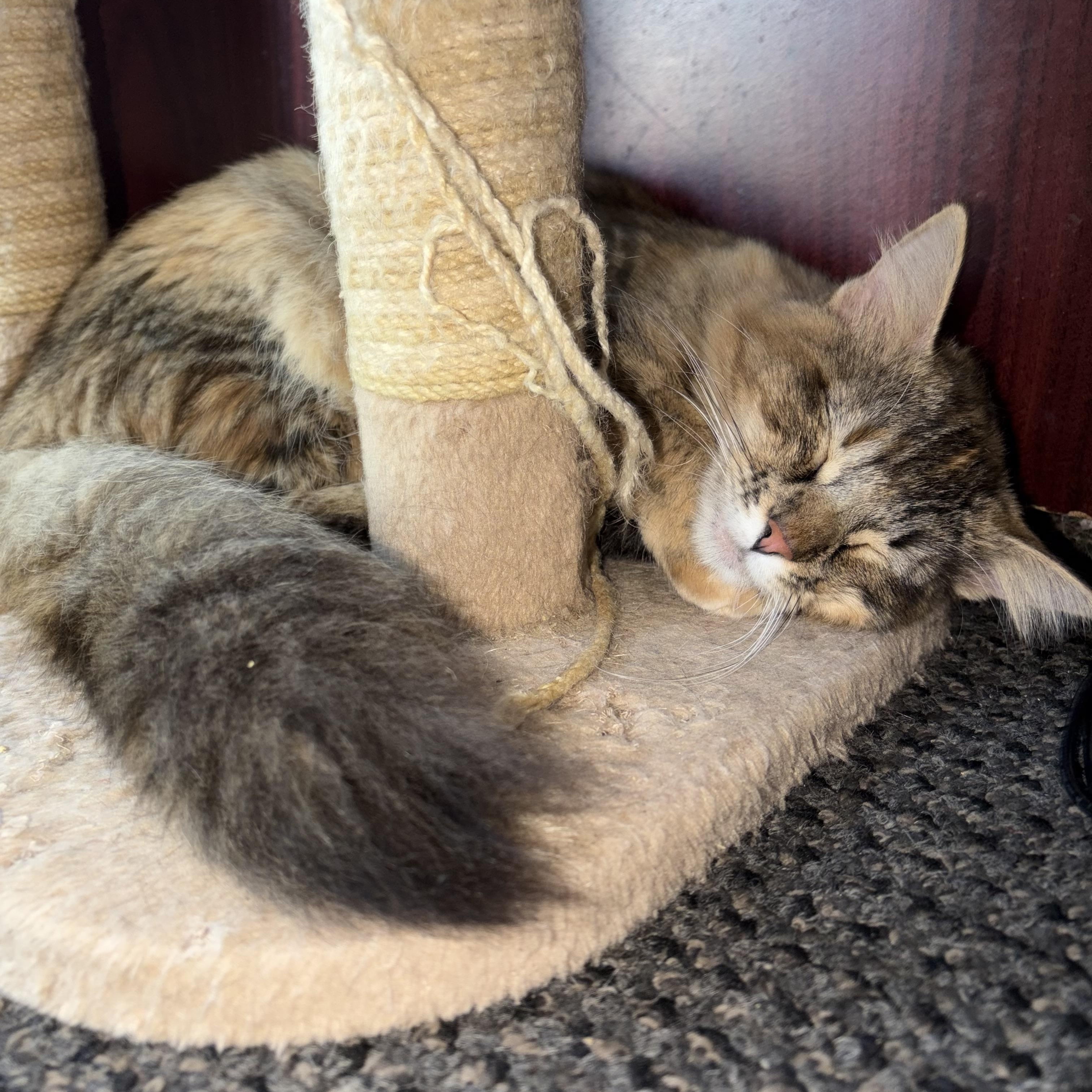 Devana, a ADOPTABLE Domestic Medium Hair in Los Angeles, CA image 3/6