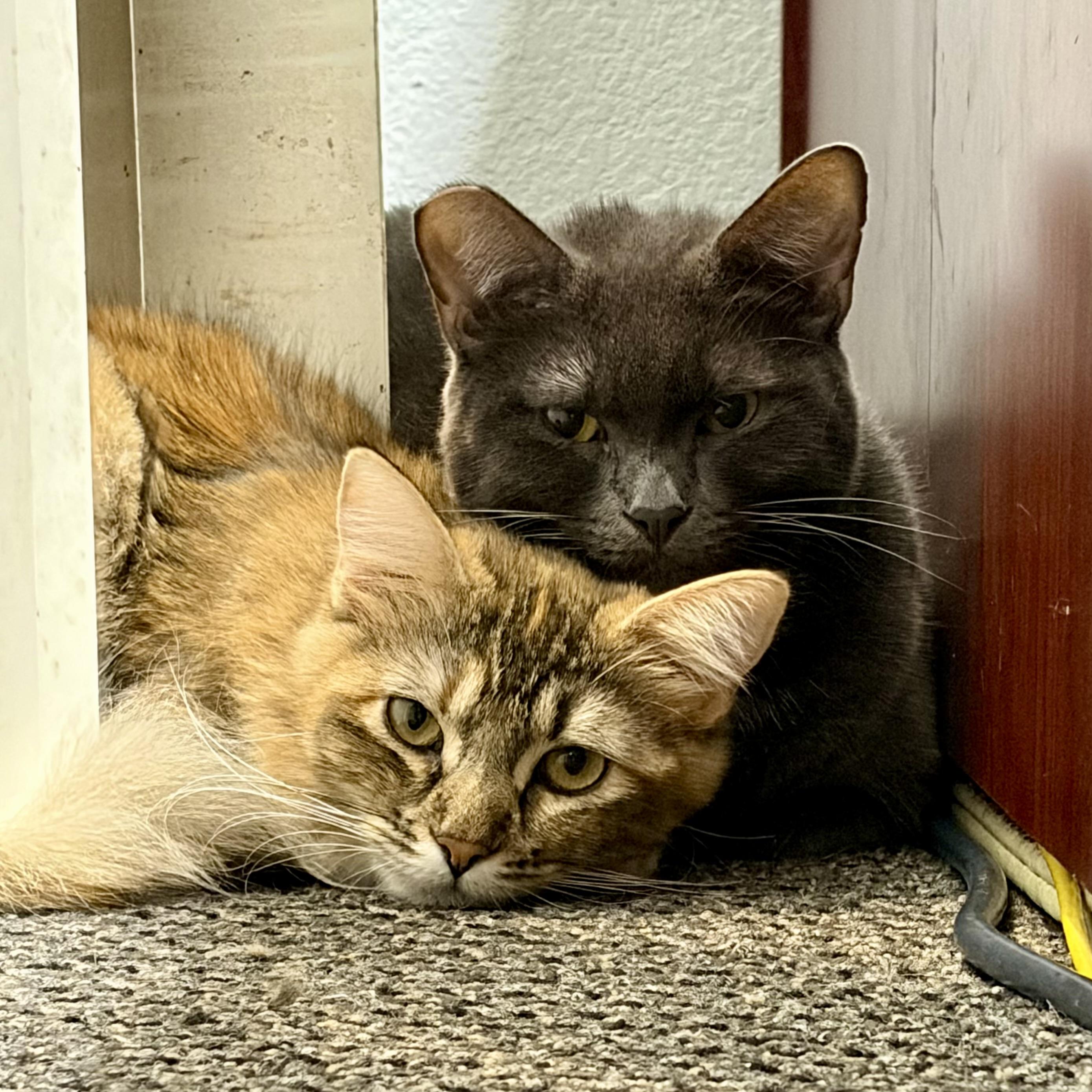 Devana, a ADOPTABLE Domestic Medium Hair in Los Angeles, CA image 5/6