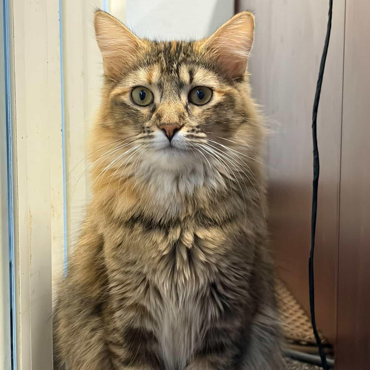Devana, a ADOPTABLE Domestic Medium Hair in Los Angeles, CA image 4/6