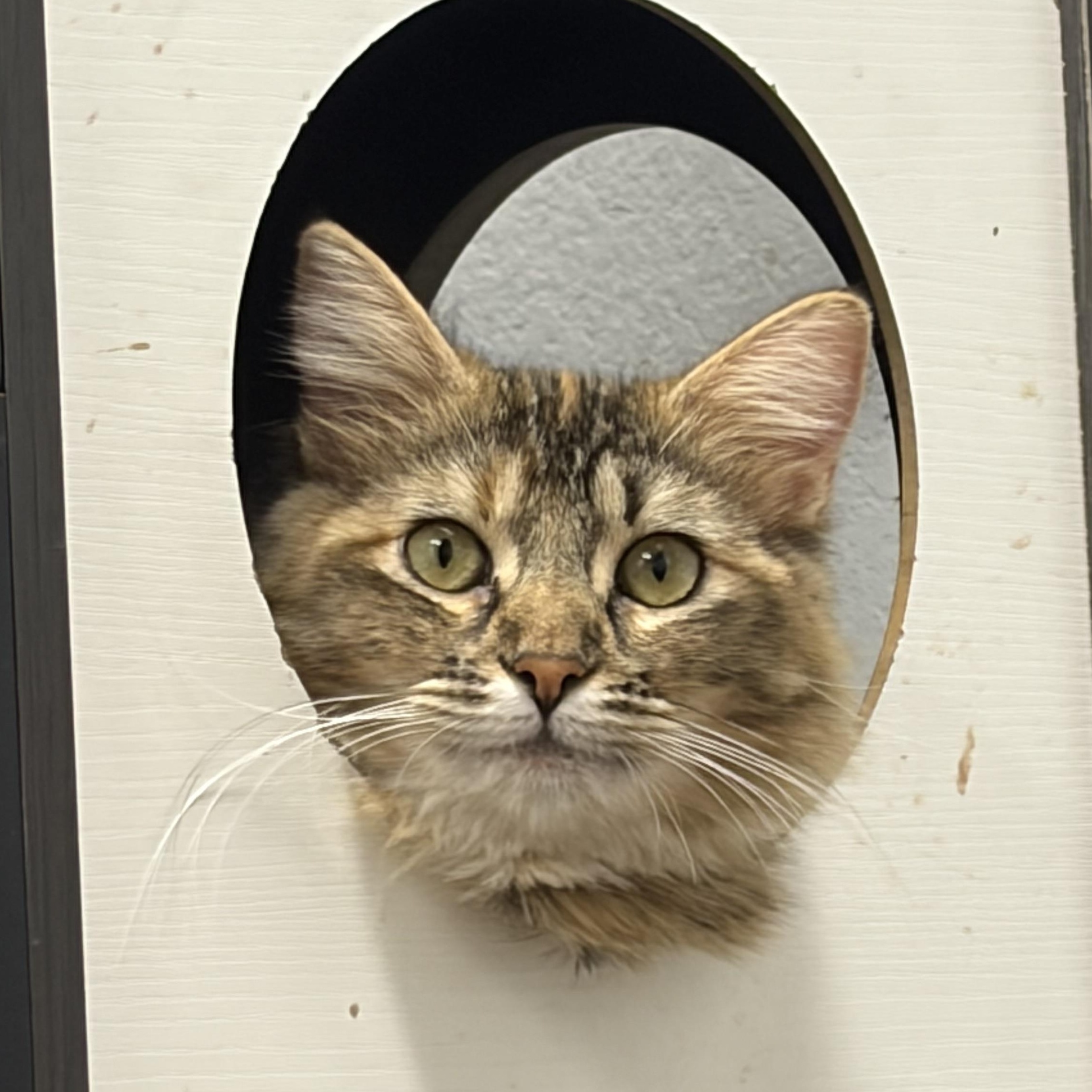 Devana, a ADOPTABLE Domestic Medium Hair in Los Angeles, CA image 2/6