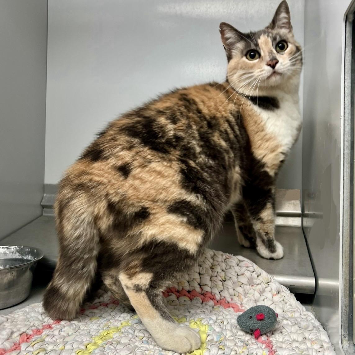61092771, adopted, Adult Female Domestic Short Hair.