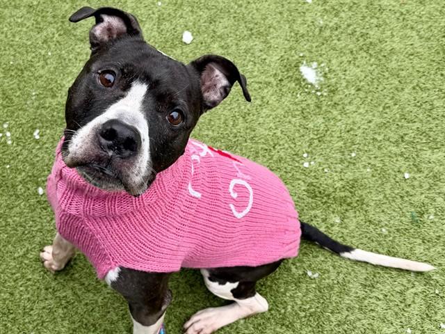 Enlarge JOSALYN, a Adoptable mixed breed in Olivette, MO image 1/1