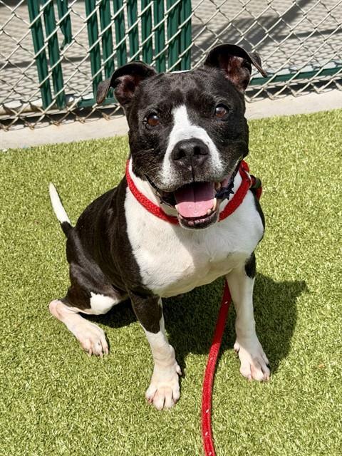 JOSALYN, Adoptable, Adult Female Terrier & Mixed Breed.
