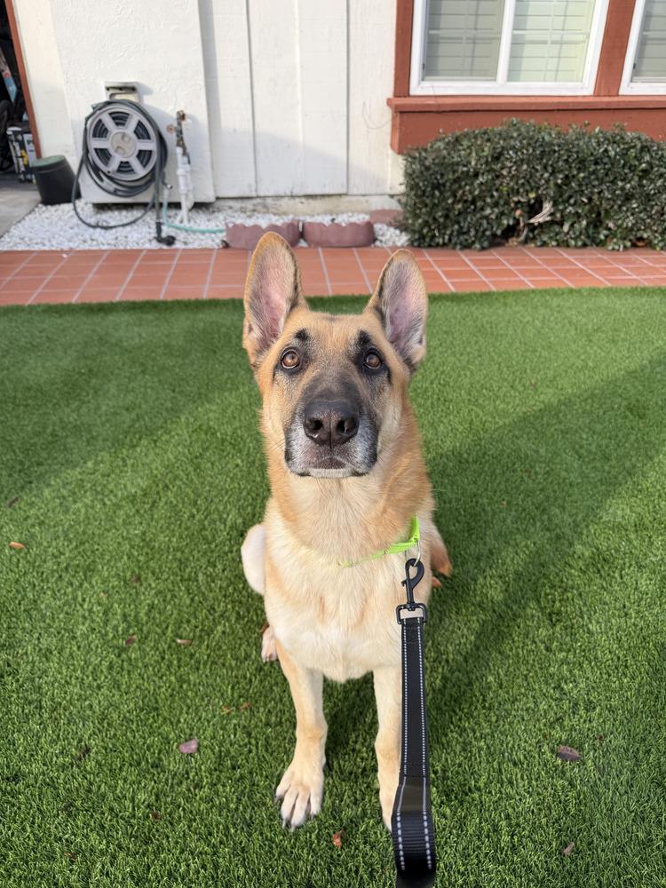 Tank, a Adopted German Shepherd Dog in Bend, OR image 5/6
