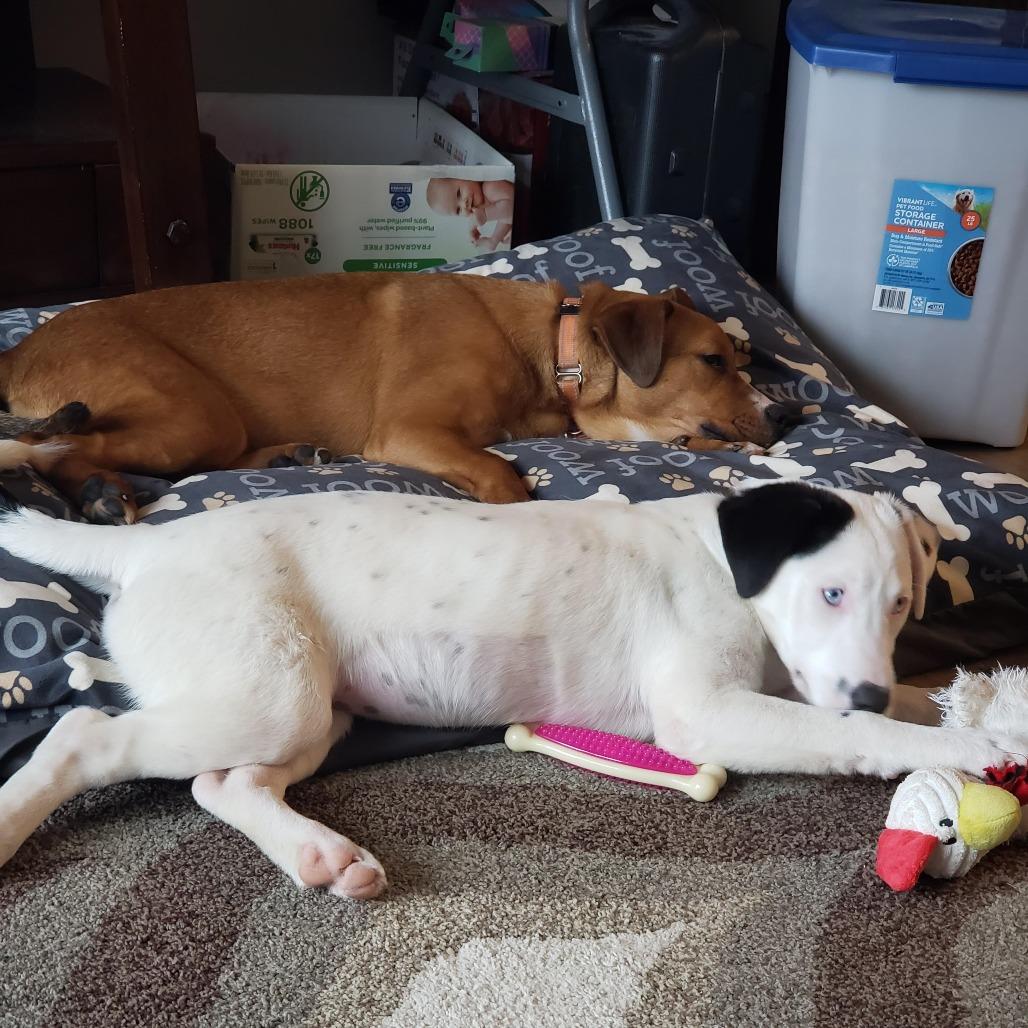Kruiser, Adoptable, Adult Male Catahoula Leopard Dog & English Bulldog.