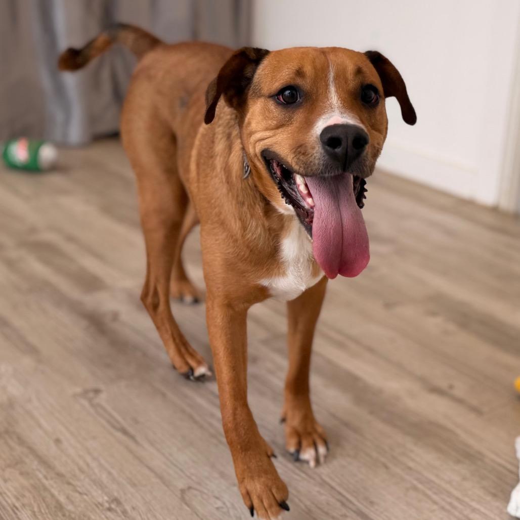 Enlarge Kruiser, a Adoptable mixed breed in Green Bay, WI image 3/6