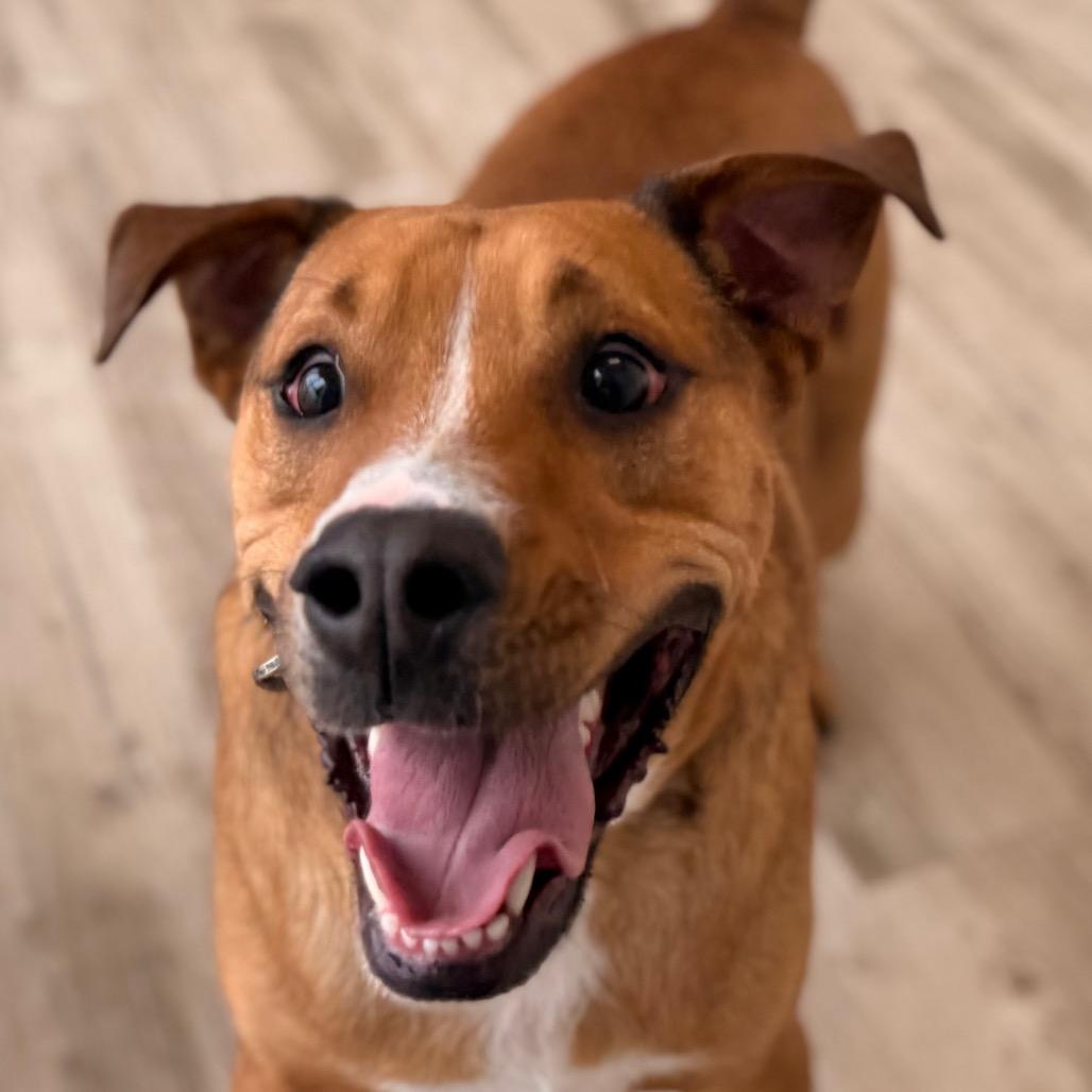 Enlarge Kruiser, a Adoptable mixed breed in Green Bay, WI image 4/6