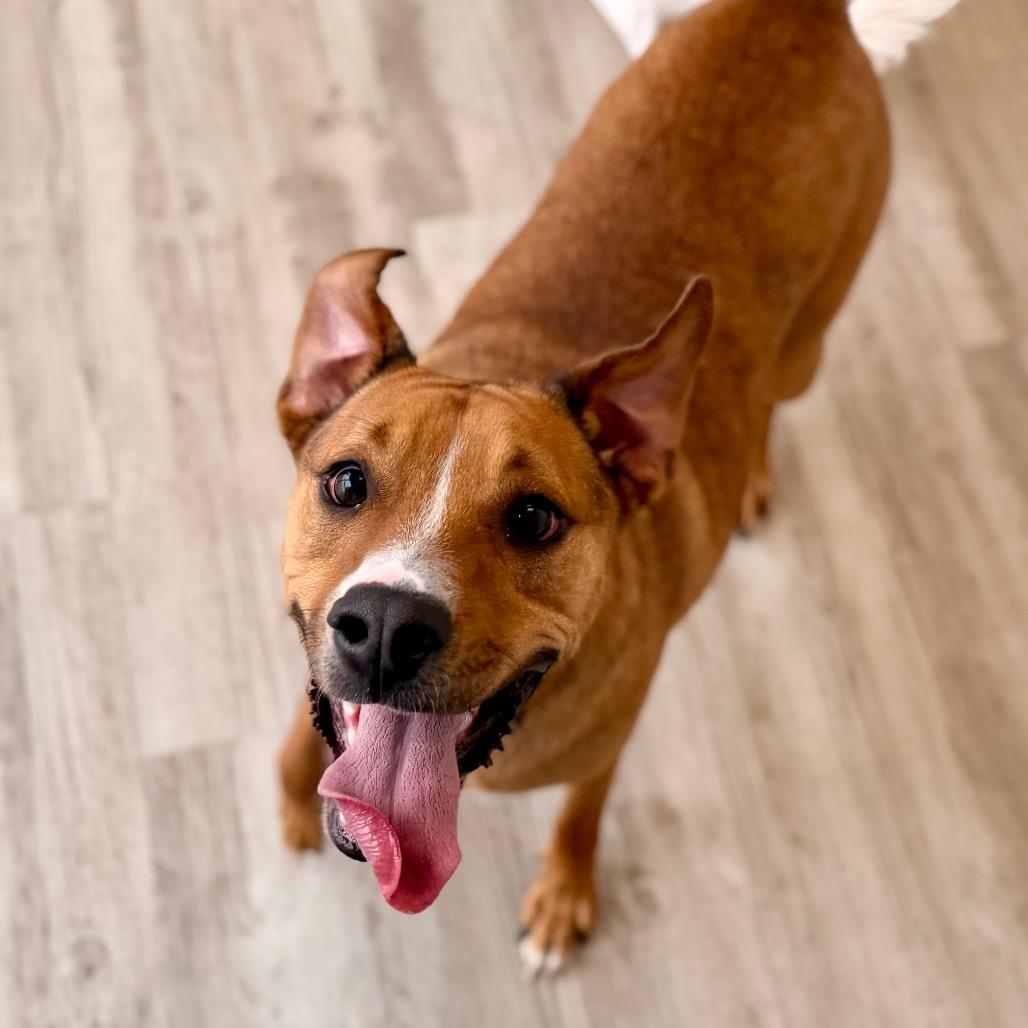 Enlarge Kruiser, a Adoptable mixed breed in Green Bay, WI image 5/6