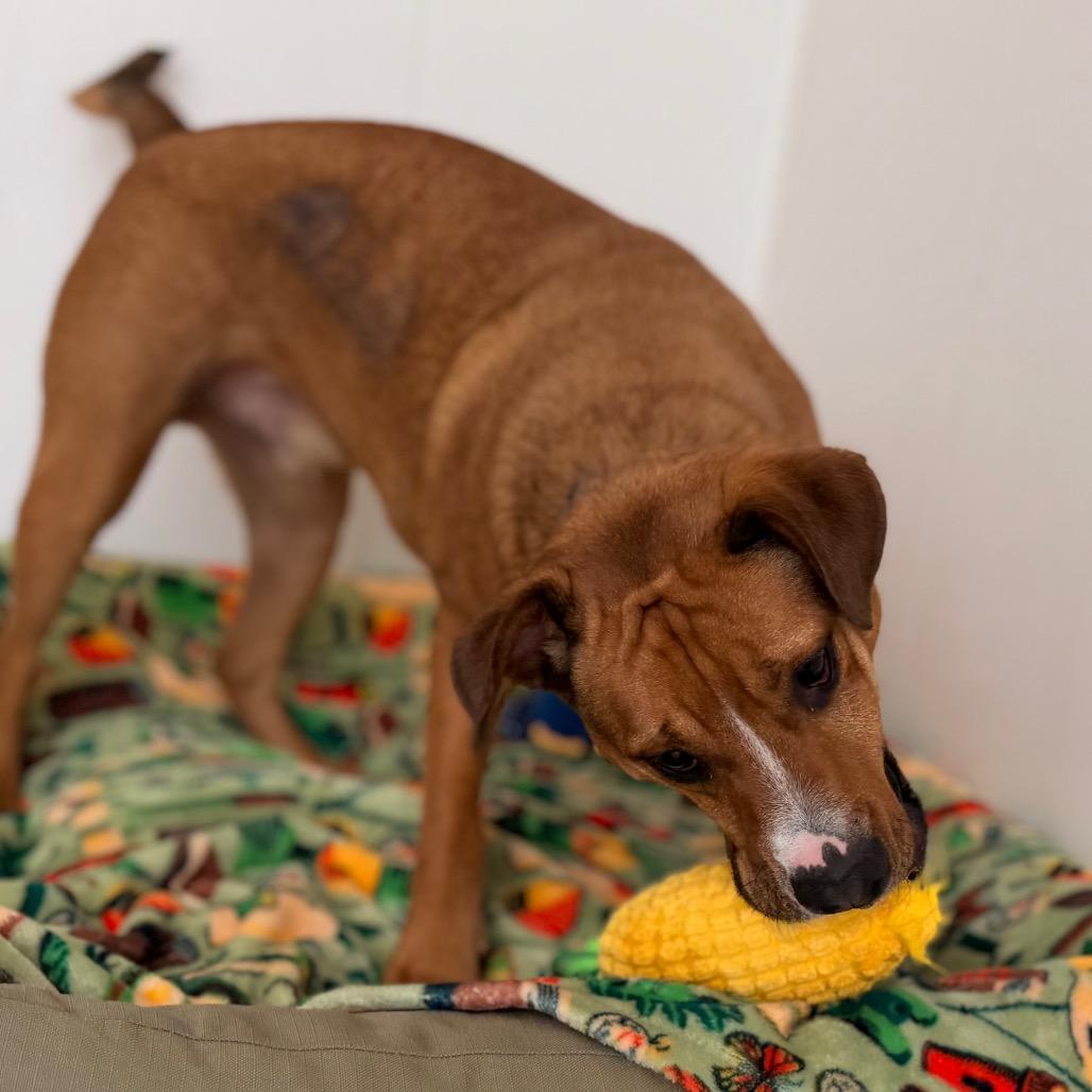 Enlarge Kruiser, a Adoptable mixed breed in Green Bay, WI image 6/6