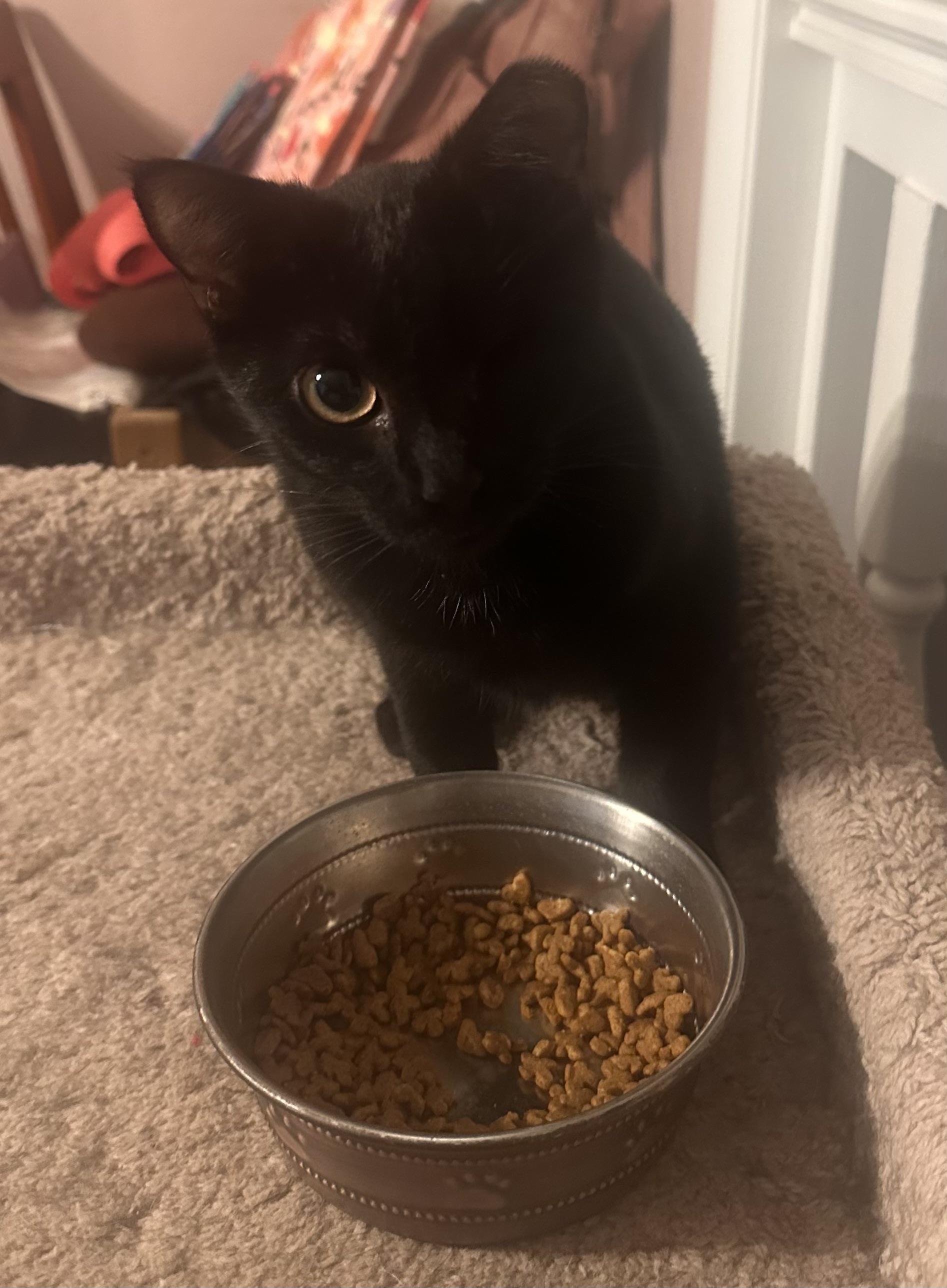 Enlarge Pirate Annie, a Adoptable Domestic Short Hair in Tuttle, OK image 3/4