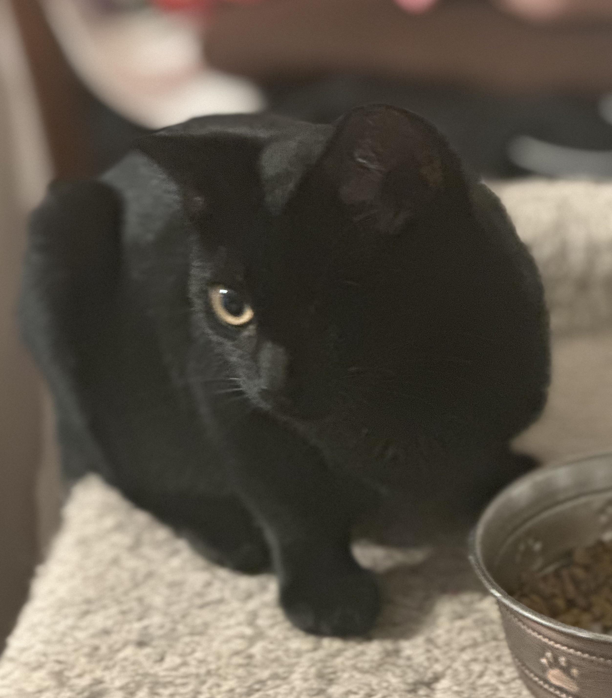 Pirate Annie, Adoptable, Young Female Domestic Short Hair.