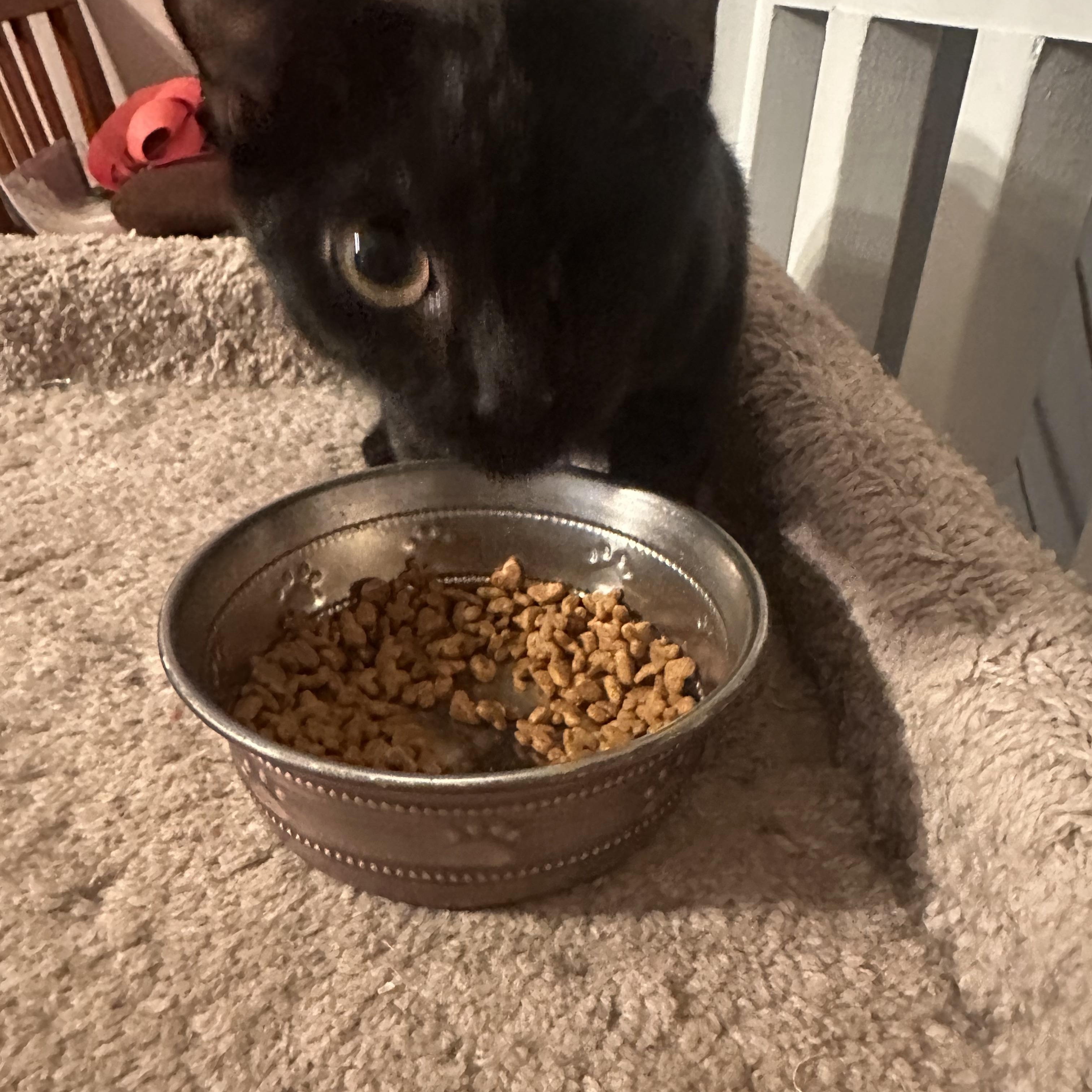 Enlarge Pirate Annie, a Adoptable Domestic Short Hair in Tuttle, OK image 4/4