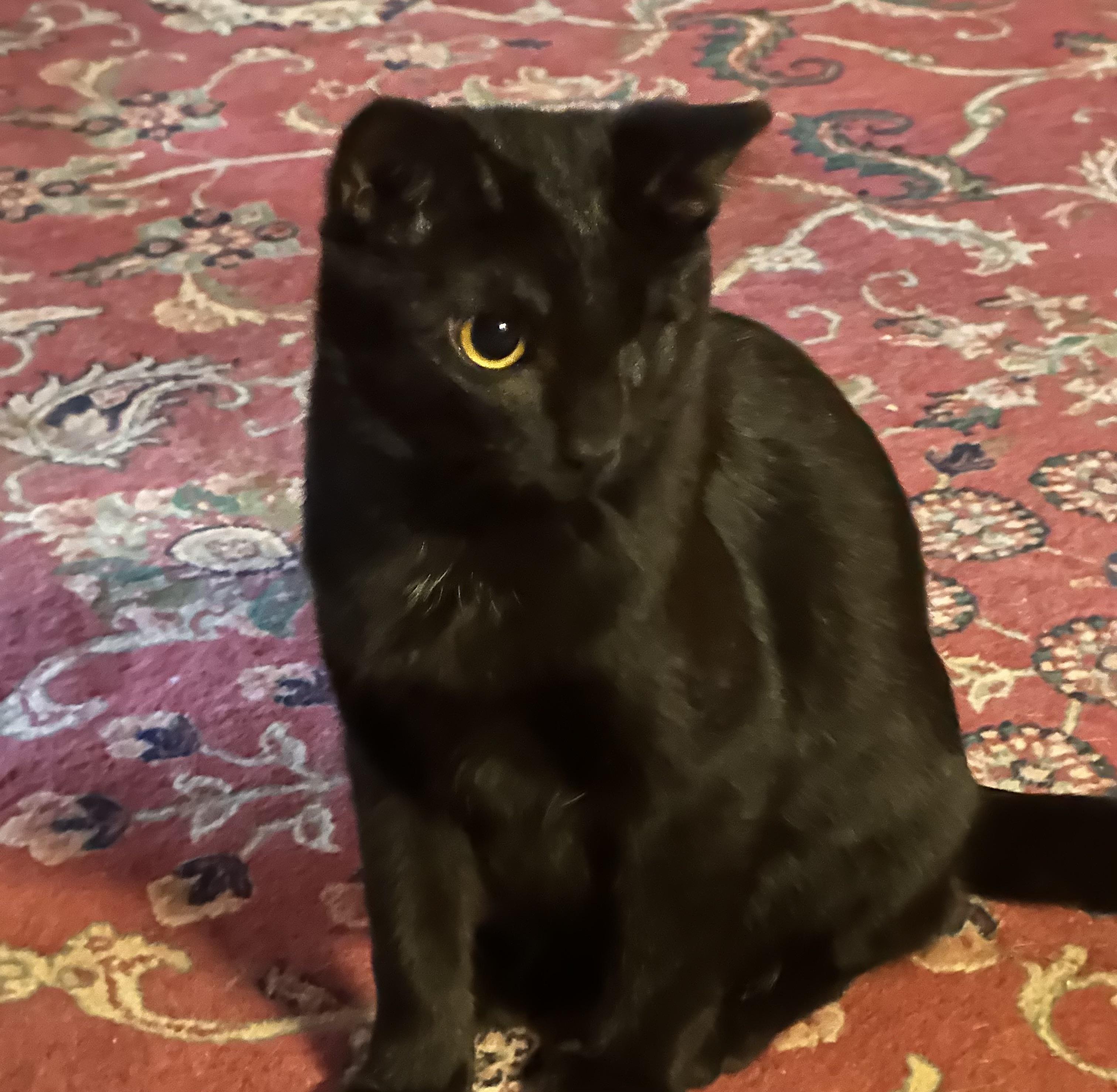 Enlarge Pirate Annie, a Adoptable Domestic Short Hair in Tuttle, OK image 2/4