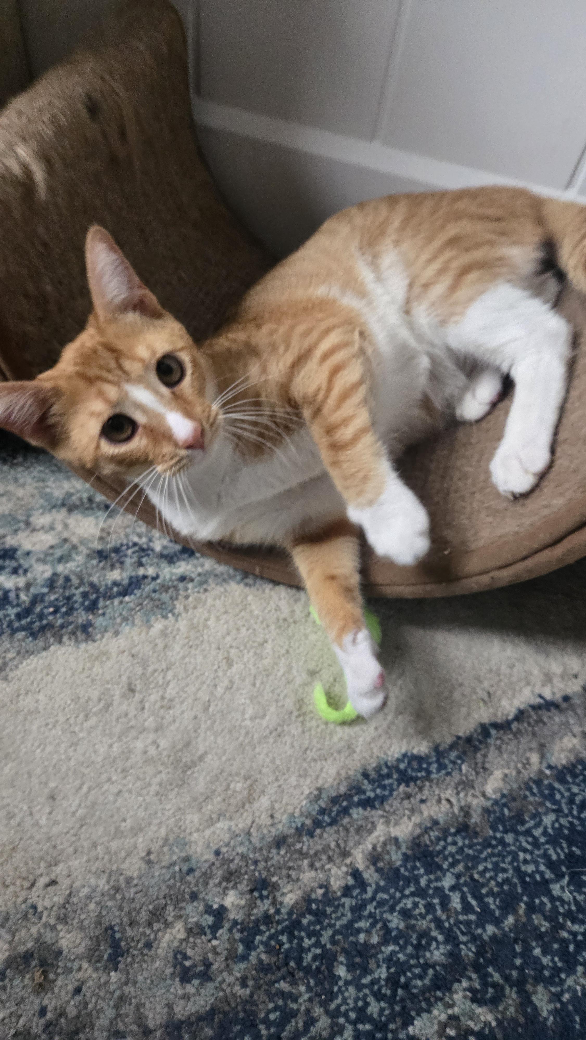 Simon