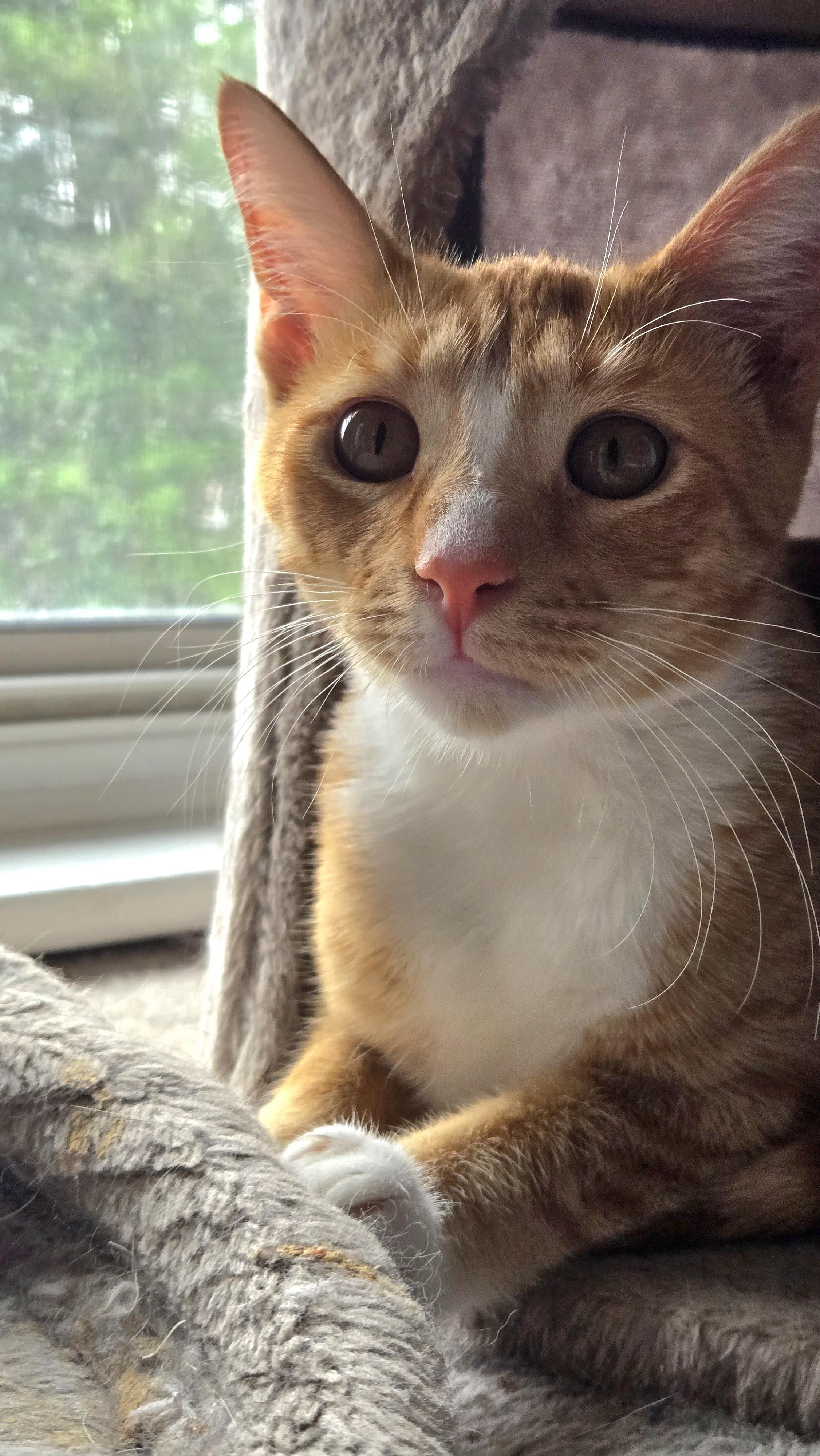 Simon