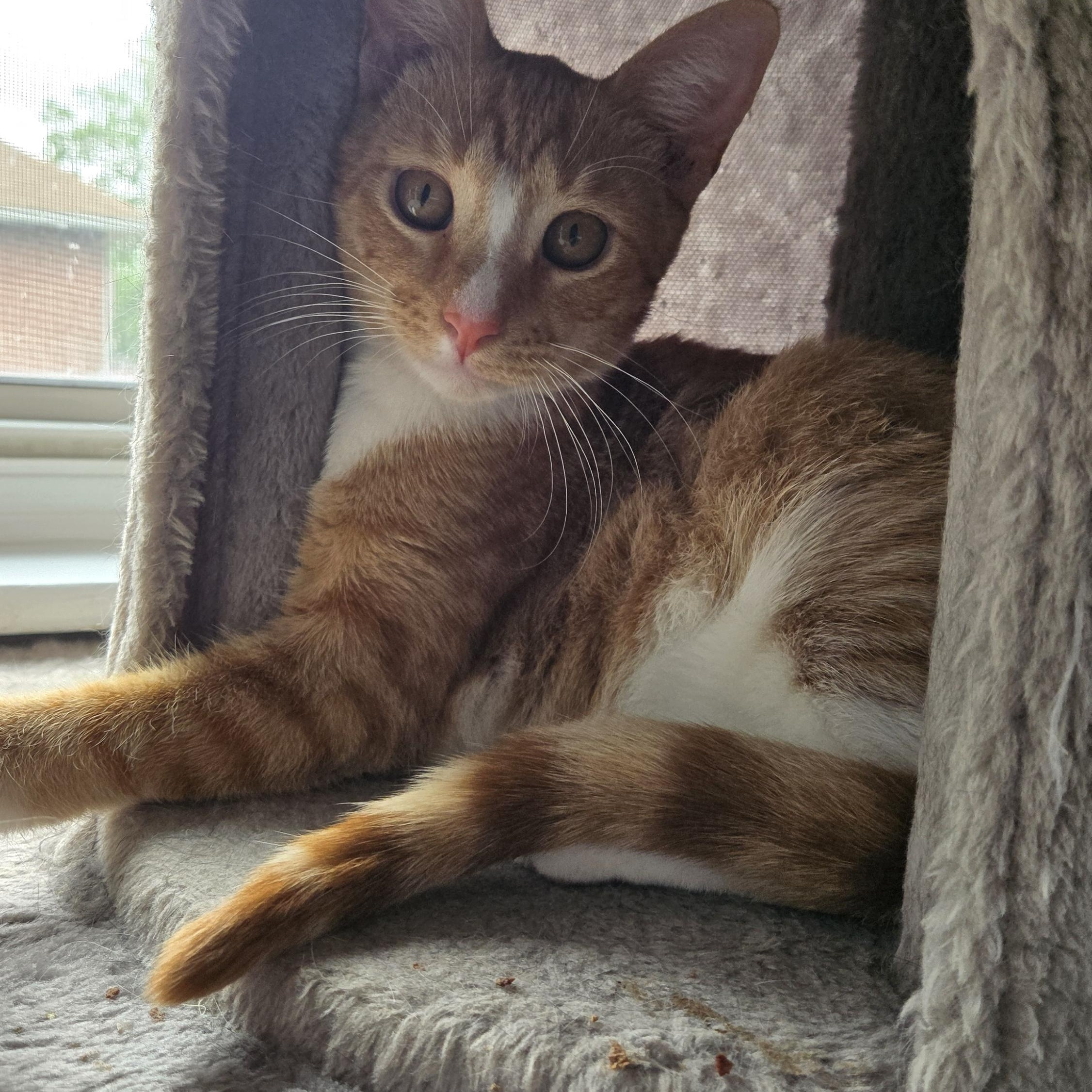 Simon