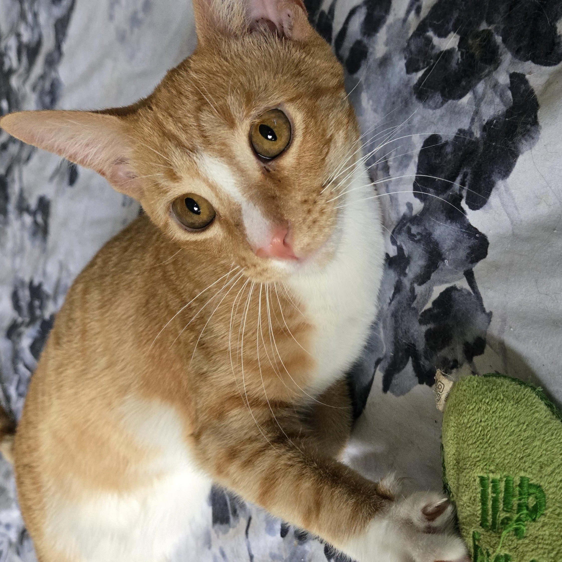 Simon