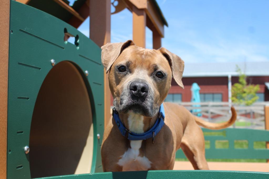Saint, a ADOPTABLE Pit Bull Terrier in Chestertown, MD image 2/4